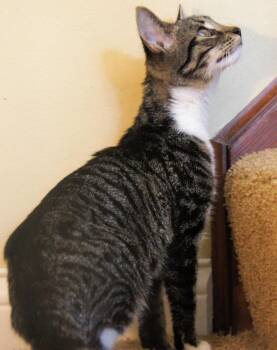 Domestic Short Hair Cats Available for Adoption - Erin | PetCurious
