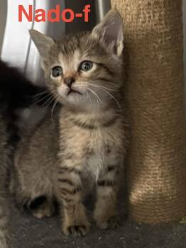 Tabby and Domestic Short Hair Cats Available for Adoption in Brookhaven, Mississippi - Nado 26 | PetCurious