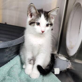 Goat -  Domestic Short Hair Cat for Adoption in Walker, Michigan - Goat | PetCurious