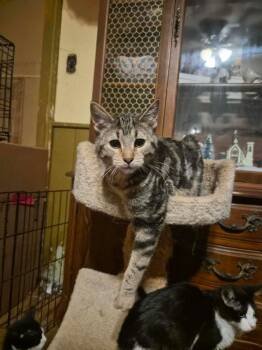 Domestic Short Hair Cats Available for Adoption - Hawthorn | PetCurious