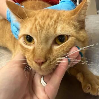 Domestic Short Hair Cats Available for Adoption in Birmingham, Alabama - Bubba | PetCurious