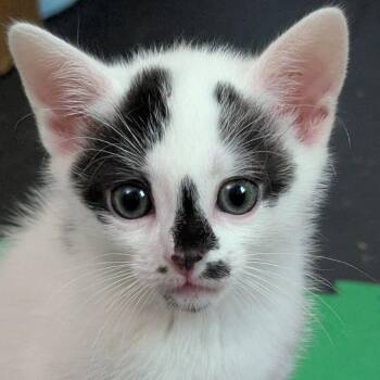 Po -  Domestic Short Hair Cat for Adoption in Cumming, Georgia - Po | PetCurious