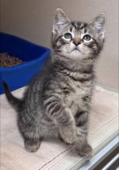 Cabbage -  Domestic Short Hair Cat for Adoption in Hackensack, Minnesota - Cabbage | PetCurious