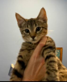 Rescue Domestic Short Hair Cats for Adoption in Sykesville, Maryland - Luigi | PetCurious