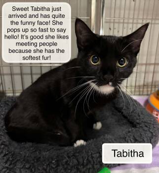 Domestic Short Hair Cats Available for Adoption in Ellicott City, Maryland - Tabitha | PetCurious