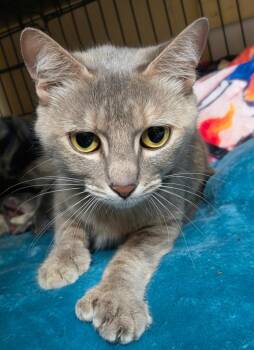 Stormy -  Extra Toes Cat Hemingway Polydactyl Cat for Adoption in Shelton, Washington - Stormy | PetCurious