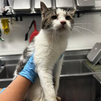 Baileywick -  Domestic Short Hair Cat for Adoption in Spruce Pine, North Carolina - Baileywick | PetCurious