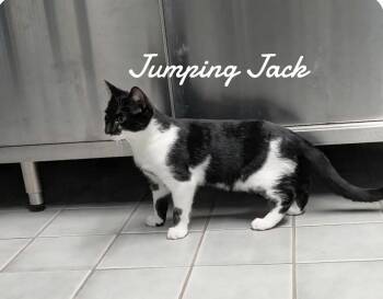 Rescue Domestic Short Hair Cats for Adoption in Naugatuck, Connecticut - Jumping Jack | PetCurious