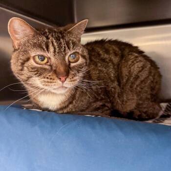 Domestic Short Hair Cats Available for Adoption in Kennebunk, Maine - Hunni | PetCurious