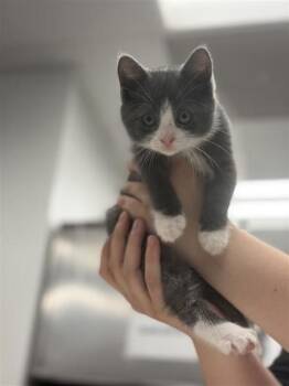Domestic Short Hair Cats Available for Adoption in West Chester, Pennsylvania - Dr. Whitaker | PetCurious