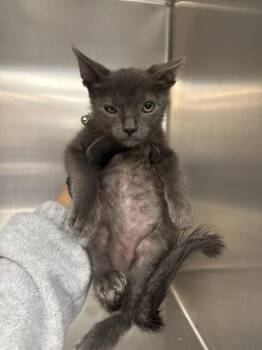 IKE -  Domestic Short Hair Cat for Adoption in Thousand Palms, California - IKE | PetCurious