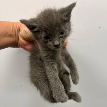 IVHS-Stray-142216 -  Domestic Short Hair Cat for Adoption in San Gabriel, California - IVHS-Stray-142216 | PetCurious