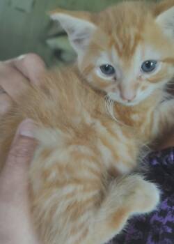 Bode Le-meow-ne -  Domestic Short Hair Cat for Adoption in Fair Oaks, Indiana - Bode Le-meow-ne | PetCurious