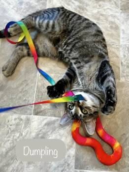 Dumpling -  Domestic Short Hair Cat for Adoption in Chalfont, Pennsylvania - Dumpling | PetCurious