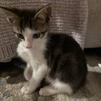 Mai Tai -  Domestic Short Hair Cat for Adoption in La Grange, Kentucky - Mai Tai | PetCurious