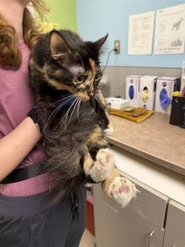 FRAPUCHINA -  Domestic Medium Hair and Domestic Short Hair Cat for Adoption in Omaha, Nebraska - FRAPUCHINA | PetCurious