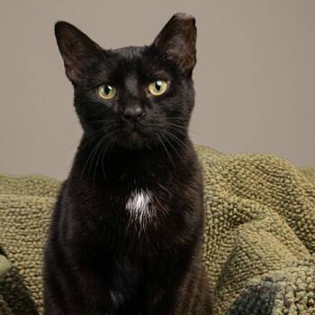Zoe -  Domestic Short Hair Cat for Adoption in Buffalo, New York - Zoe | PetCurious
