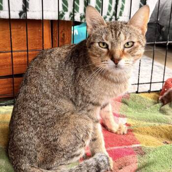 Mama Dixie -  Domestic Short Hair Cat for Adoption in Ashland, Virginia - Mama Dixie | PetCurious
