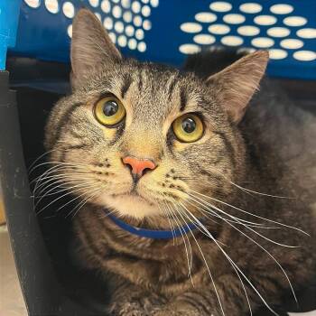 Domestic Short Hair Cats Available for Adoption - Sterling | PetCurious