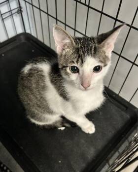 Nimbus -  Domestic Short Hair Cat for Adoption in Palm Coast, Florida - Nimbus | PetCurious