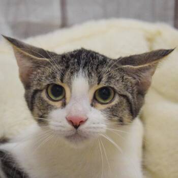 Tabby and Domestic Short Hair Cats Available for Adoption in Huntley, Illinois - Arrow | PetCurious
