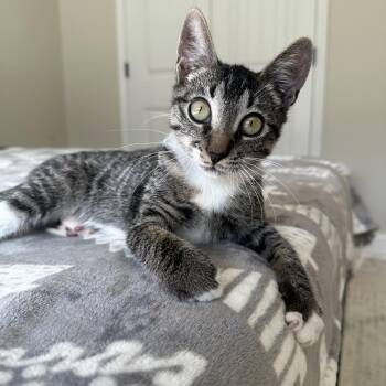 Rescue Domestic Short Hair Cats for Adoption in Savannah, Georgia - Alvin | PetCurious