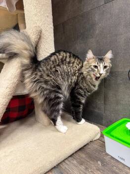 Jelly Bean -  Domestic Medium Hair Cat for Adoption in Burnaby, British Columbia - Jelly Bean | PetCurious