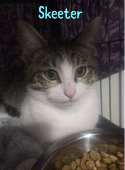 Domestic Short Hair Cats Available for Adoption - Skeeter | PetCurious