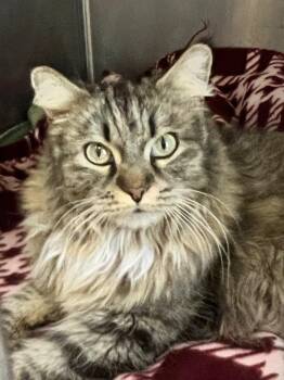 Fina -  Domestic Long Hair Cat for Adoption in Cottonwood, Arizona - Fina | PetCurious