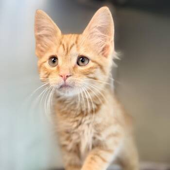 Billie -  Domestic Medium Hair Cat for Adoption in Jackson Township, New Jersey - Billie | PetCurious