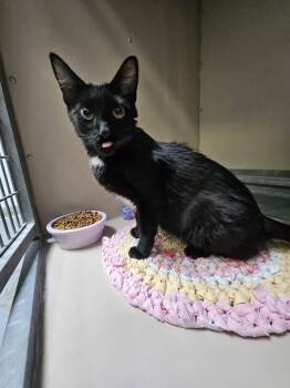61570689 -  Domestic Short Hair Cat for Adoption in Elko, Nevada - 61570689 | PetCurious