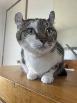 Lexi -  Domestic Short Hair Cat for Adoption in West Memphis, Arkansas - Lexi | PetCurious