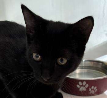 Rescue Domestic Short Hair Cats for Adoption in Golden, Colorado - Stacy | PetCurious