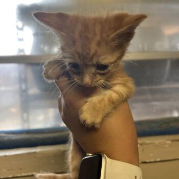 Garlic Bread -  Domestic Short Hair Cat for Adoption in Stephenville, Texas - Garlic Bread | PetCurious