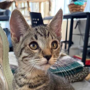 Adonis - City of Industry location -  Domestic Short Hair Cat for Adoption in Chino Hills, California - Adonis - City Of Industry Location | PetCurious