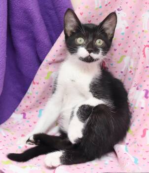 Doodle -  Domestic Short Hair Cat for Adoption in Tierra Verde, Florida - Doodle | PetCurious