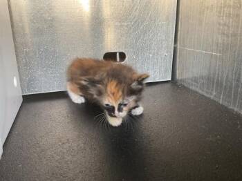 ARYA - NEEDS A FOSTER -  Domestic Long Hair Cat for Adoption in Ontario, California - ARYA - NEEDS A FOSTER | PetCurious