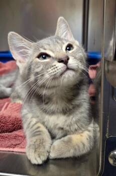 Domestic Short Hair Cats Available for Adoption - Mushroom (Petsense ) | PetCurious