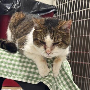 Sadey -  American Shorthair Cat for Adoption in Blue Ridge, Georgia - Sadey | PetCurious