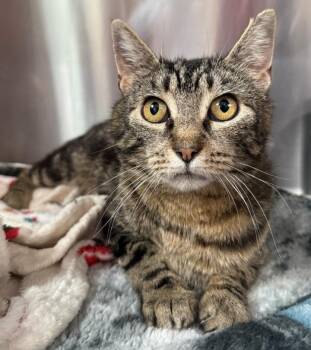 Tabby Cats Available for Adoption in Hornell, New York - Quinn | PetCurious
