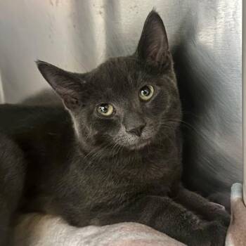 Leclerc -  Domestic Short Hair Cat for Adoption in Walnut Creek, California - Leclerc | PetCurious