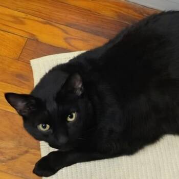 Midnight -  Domestic Short Hair Cat for Adoption in Bayonne, New Jersey - Midnight | PetCurious