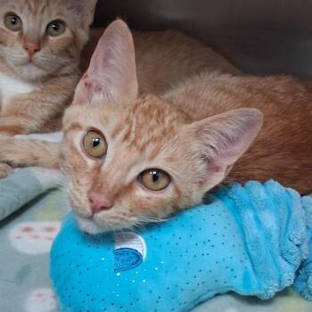 COBIA -  Domestic Short Hair Cat for Adoption in Fort Walton Beach, Florida - COBIA | PetCurious