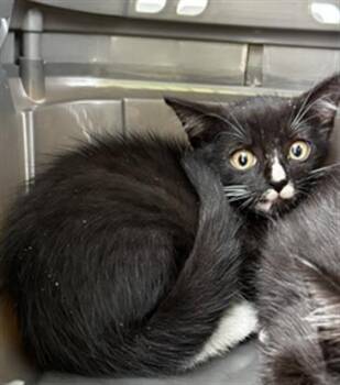 Rescue Domestic Short Hair Cats for Adoption in Palmetto, Florida - A132715 | PetCurious