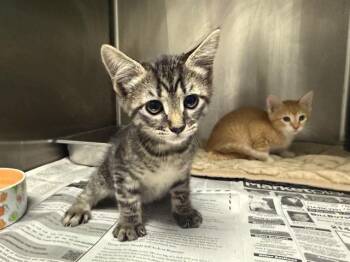 PANCHO -  Domestic Short Hair Cat for Adoption in Rowlett, Texas - PANCHO | PetCurious