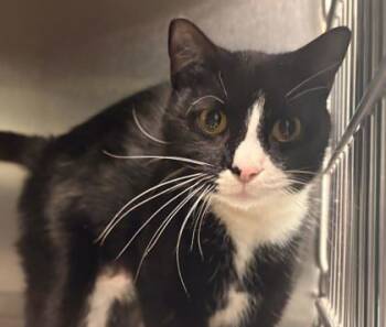 Rescue Domestic Short Hair Cats for Adoption in Winchester, Virginia - Marlowe | PetCurious