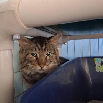 Parakeet -  Domestic Short Hair Cat for Adoption in Hartford City, Indiana - Parakeet | PetCurious