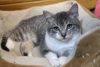 American Shorthair Cats Available for Adoption - Ellawese | PetCurious