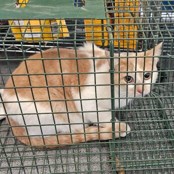 Domestic Short Hair Cats Available for Adoption - Flossy Mae | PetCurious