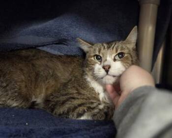 Domestic Short Hair Cats Available for Adoption in Westland, Michigan - JR | PetCurious